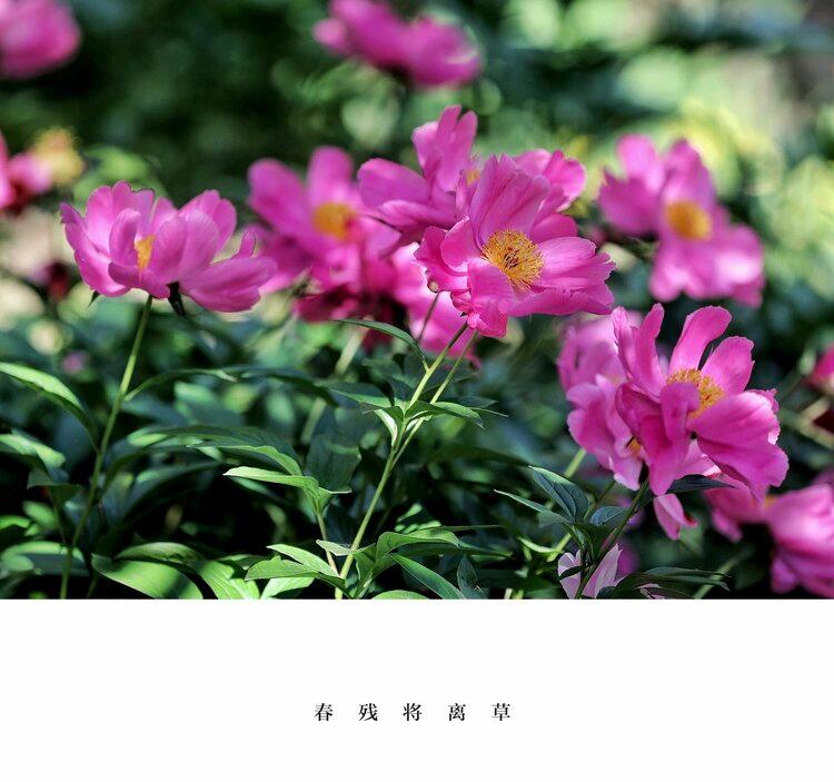 首发春残将离草