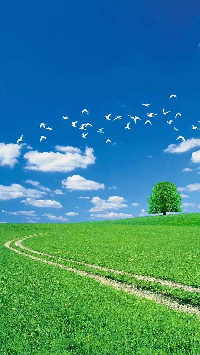 草儿青青🌿