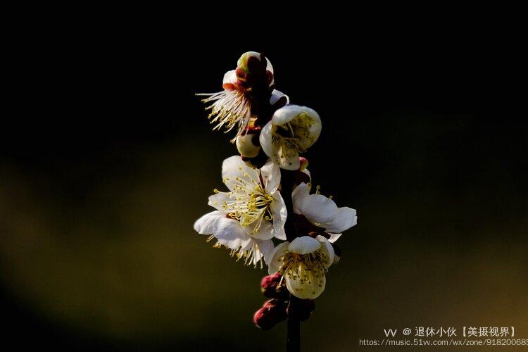 梅花十二的照片曝光图片