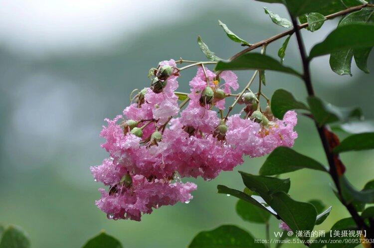 獨佔芳菲當夏景,名目雖同貌不同;紫薇花對紫微翁,【唐】白居易紫薇花