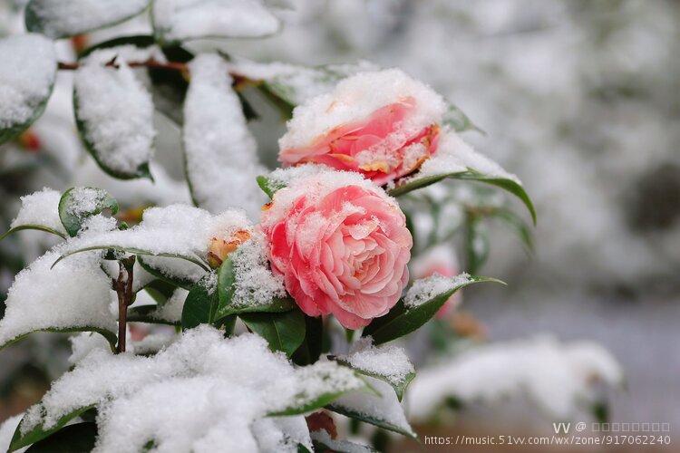 雪中山茶花六