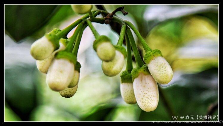 小东大东杼柚其空柚子树开花首发