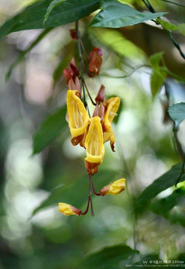 花城廣州黃花老鴨嘴