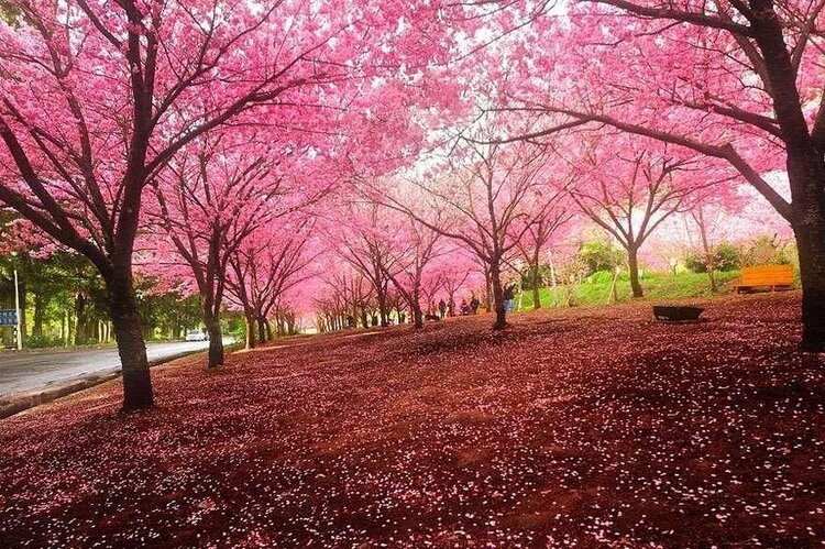 擷一縷花香入懷,吟一首小詩出彩,【西窗剪燭61百花園】於2021年4月