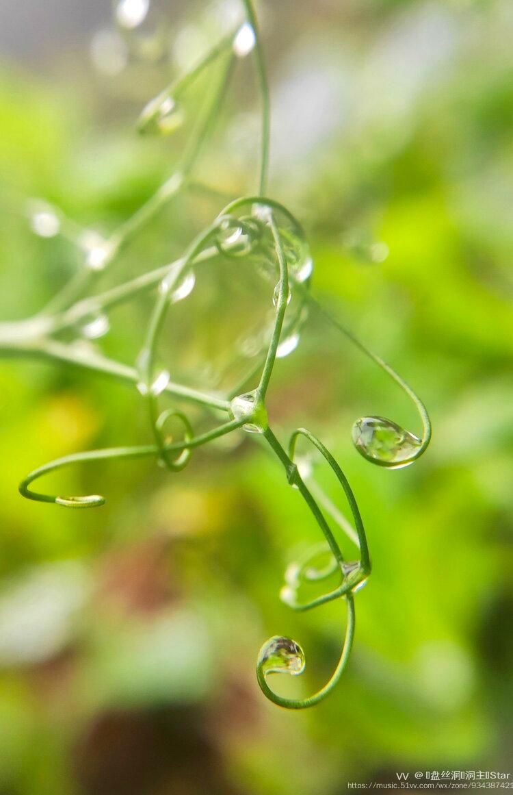 【行摄广州】雨后豌豆藤