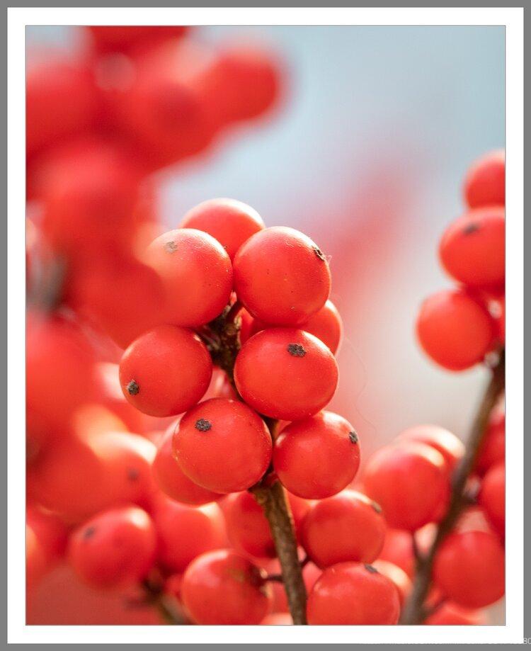 一串串长满红果的它,冬季掉叶,果子依然坚韧,顽强的挂在树枝上,这种红