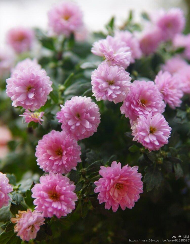 花城广州粉花荷兰菊