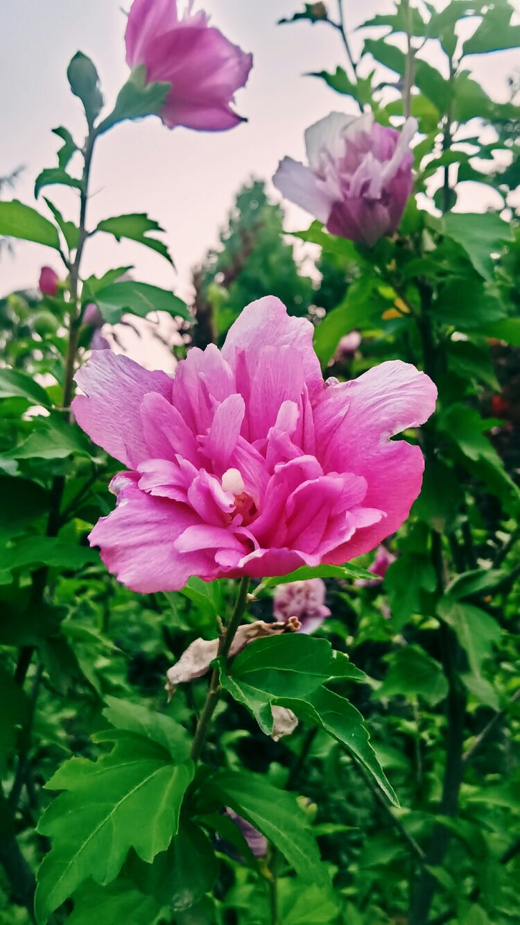 粉紫木槿花首发