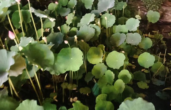 雪儿🎤V娱热点