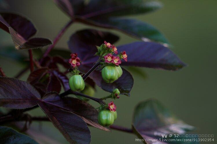 棉叶珊瑚花与果3
