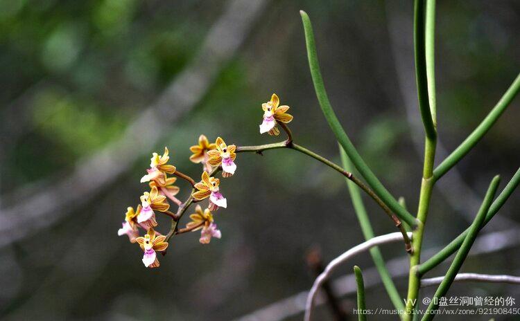 首发花城广州广东隔距兰