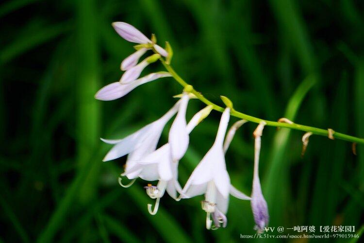 一吨阿婆【爱花家园】