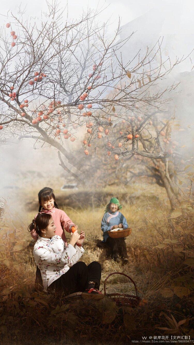 年年岁岁柿儿红,心心念念故乡情