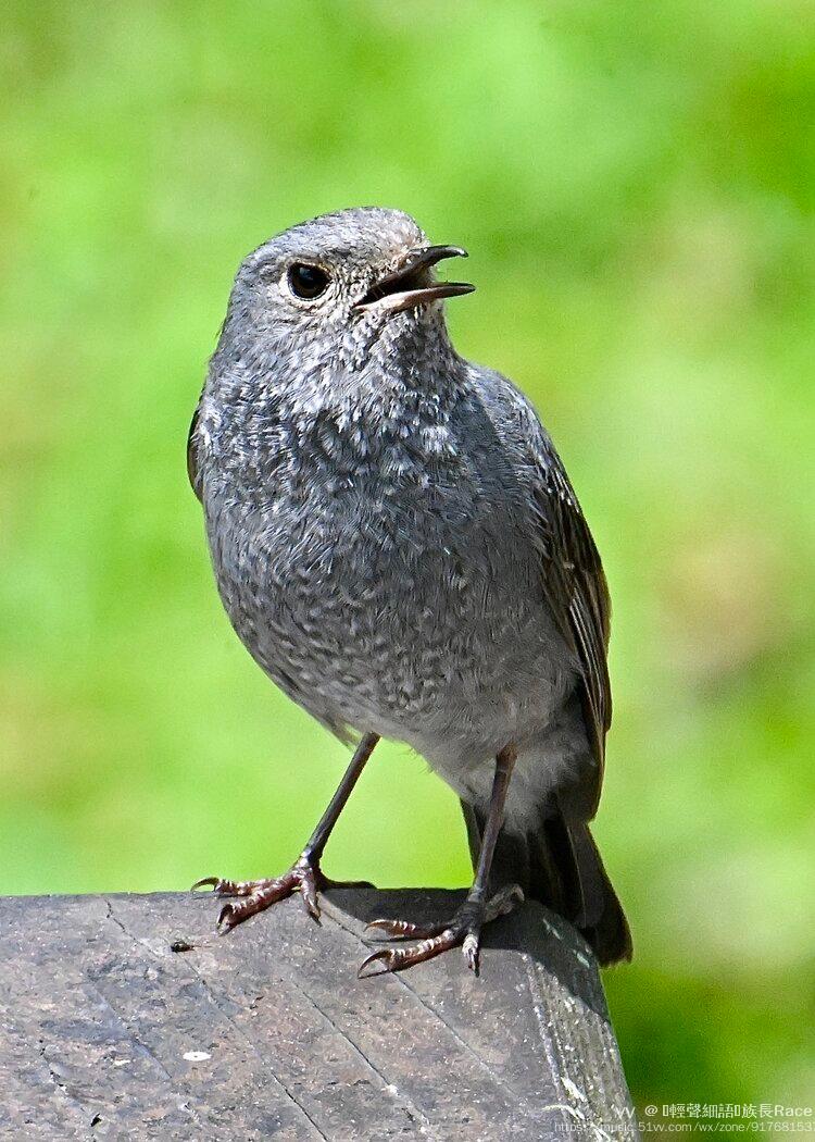 可爱的小铅球铅色水鸫雌鸟