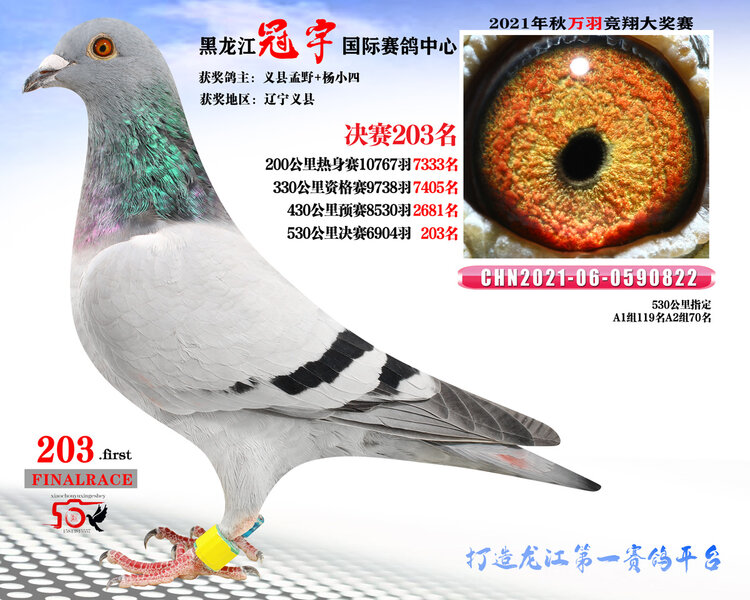 龙哥