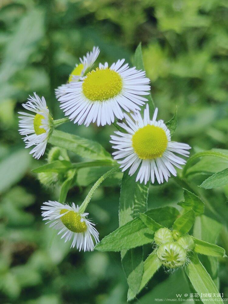 一年蓬(一年蓬可以吃吗)