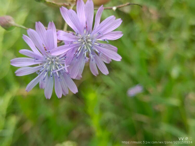 原创首发山莴苣