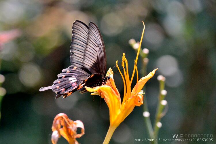 美丽的红珠凤尾蝶首发