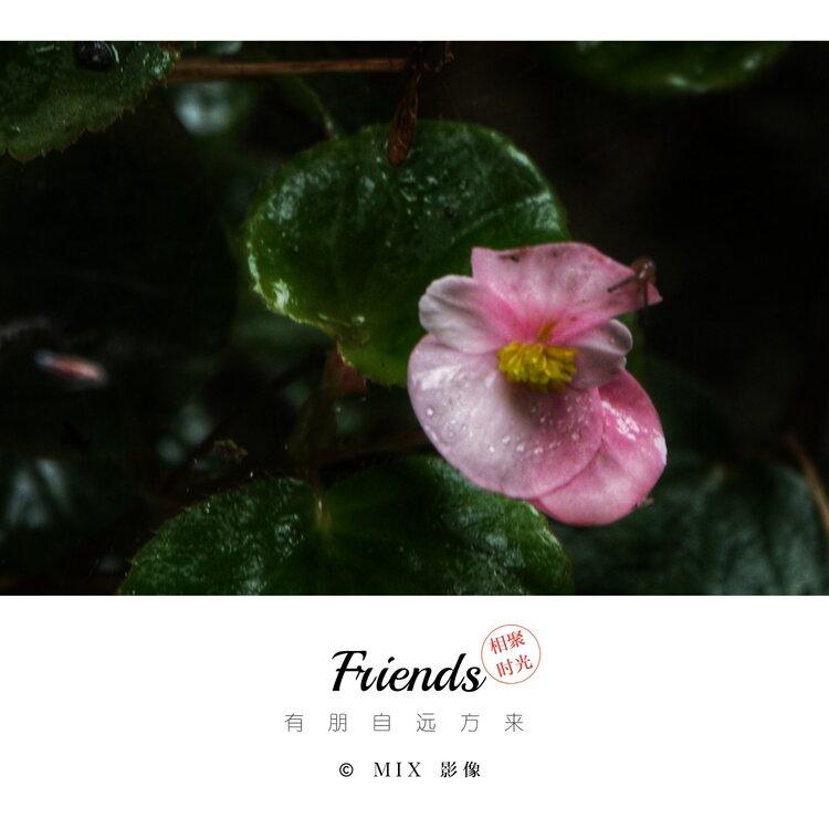 雾中花【美摄视界】