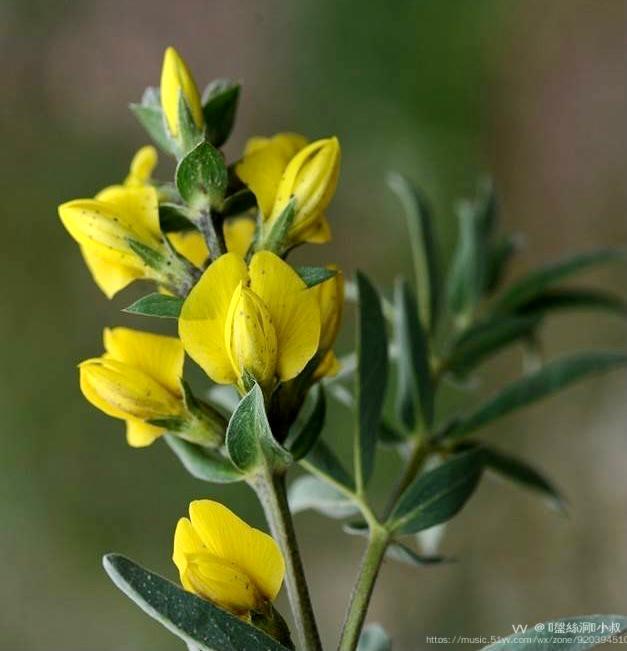首发花城广州披针叶野决明