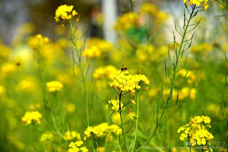 桤木河湿地公园油菜花图片