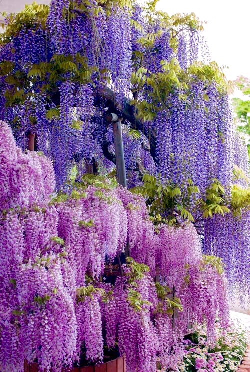 紫藤萝瀑布背景图片