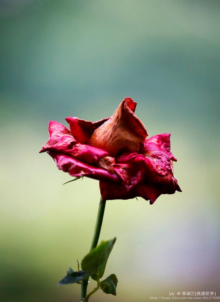 (首发) 凋谢的月季花