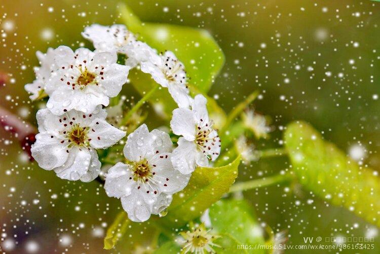 梨花飘雪