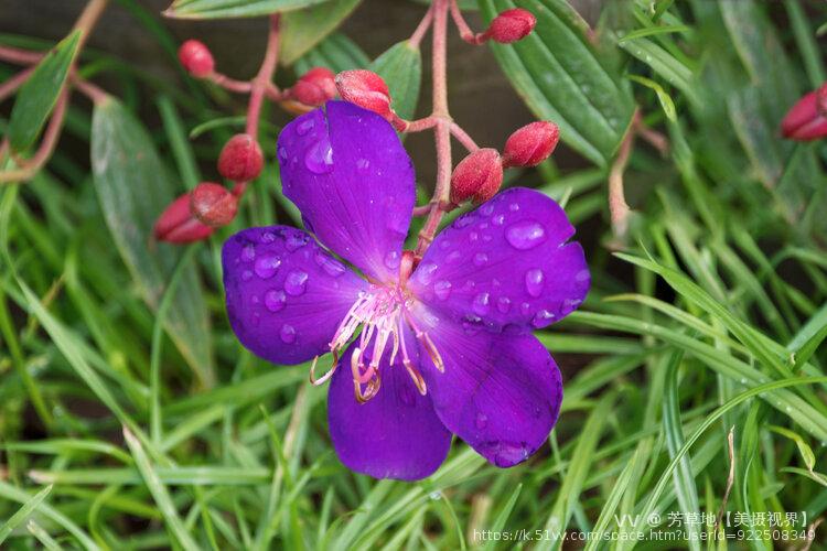 芳草地【美摄视界】