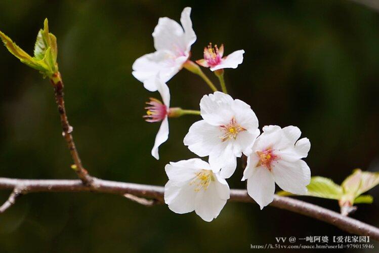 一吨阿婆【爱花家园】