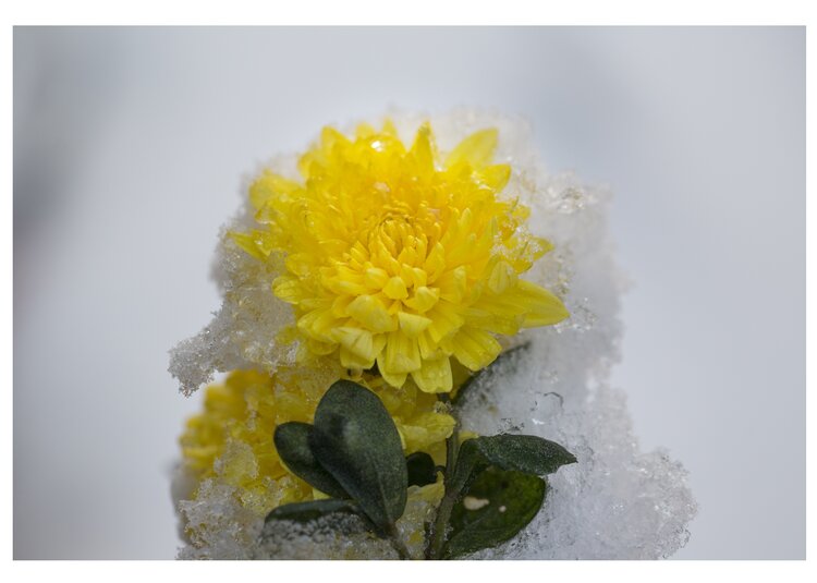 冰雪菊花傲然首发