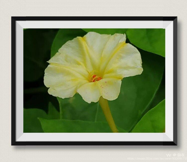 首发五彩茉莉花