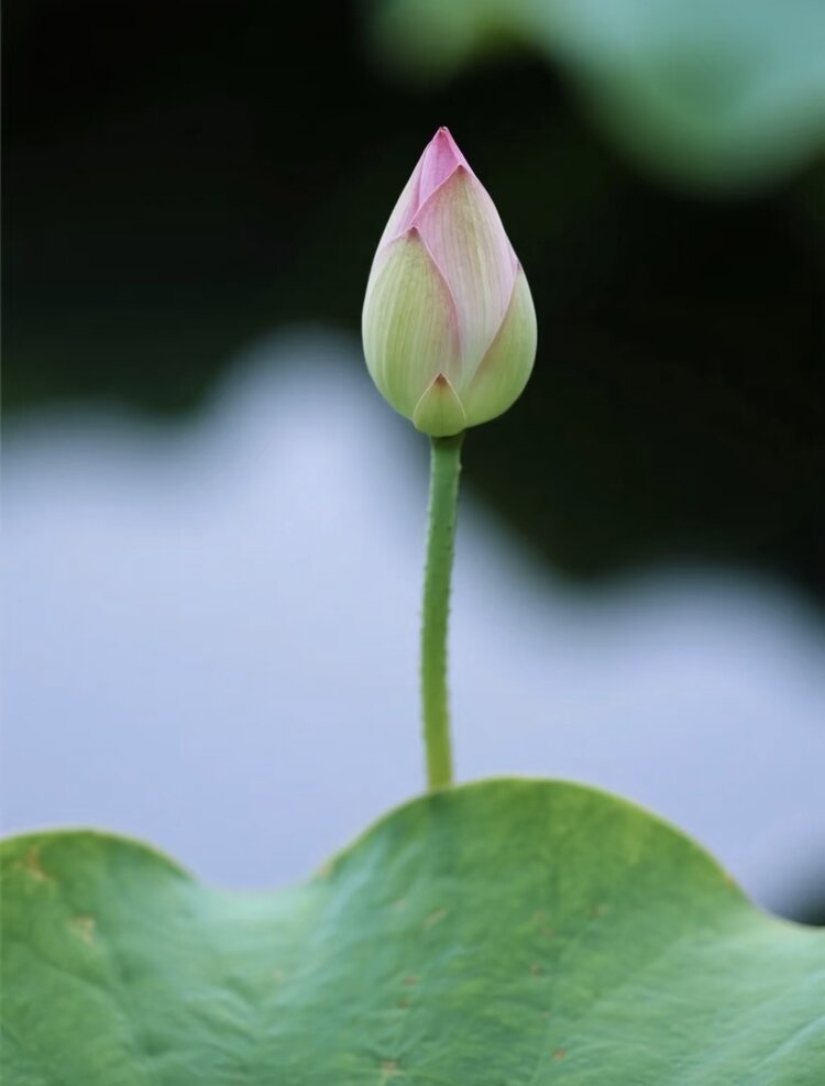 小浅🎤V娱热点