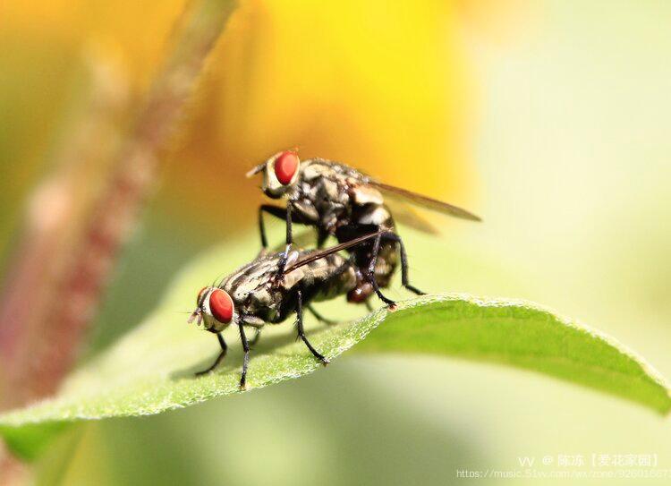微距拍蝇原创首发