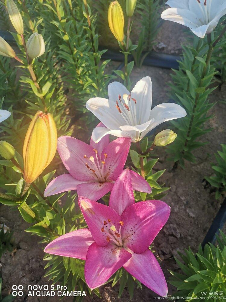 林清玄百合花开