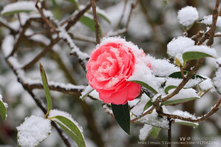 雪中山茶花七