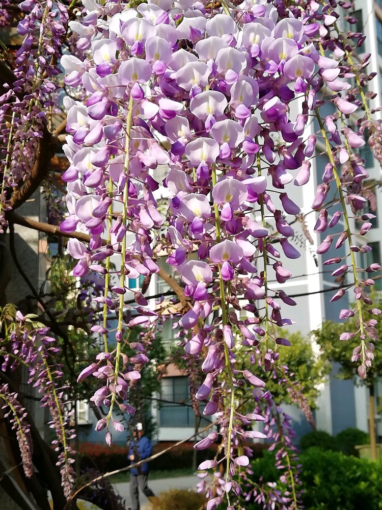 幽兰一箭香(赵放岚)