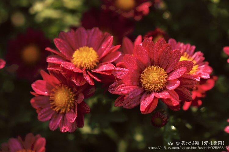 秀水涟漪【爱花家园】