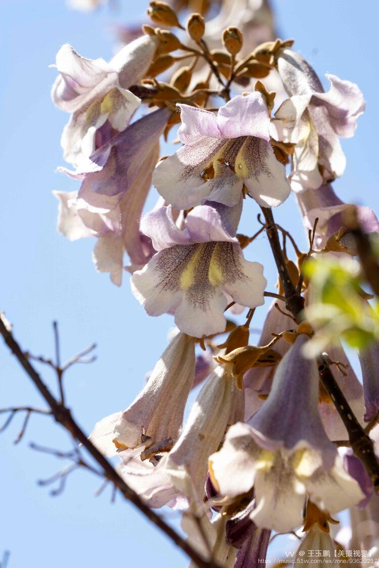 花语为永恒的守侯
