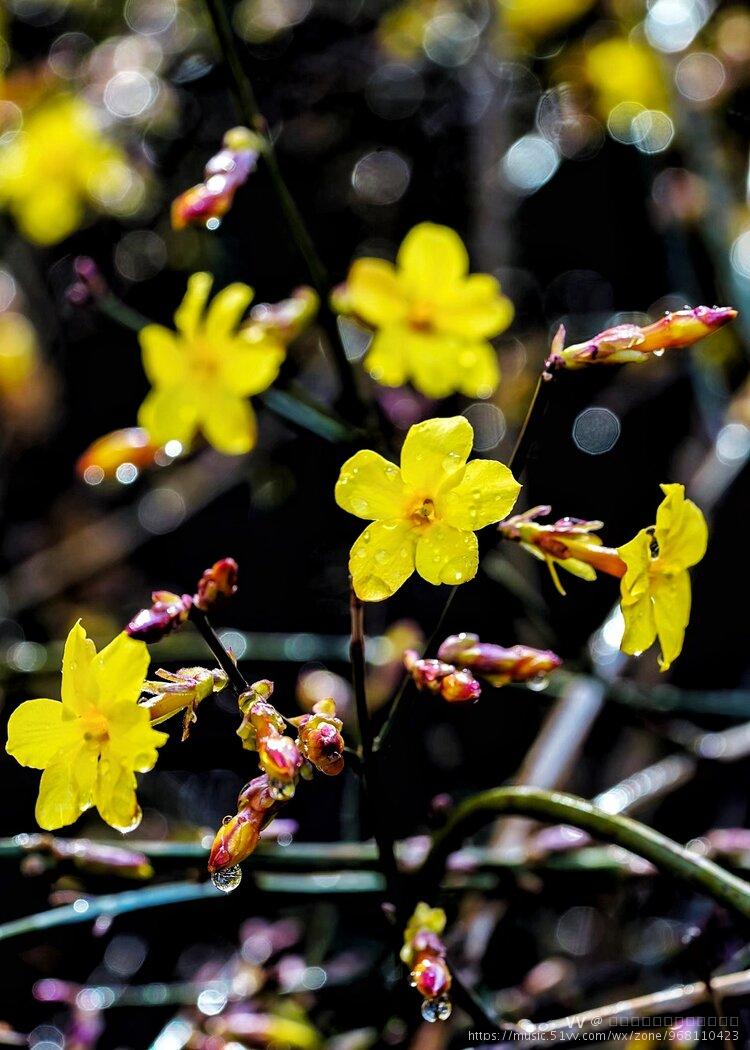 绵绵春雨中迎春花更艳