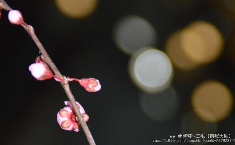 绮雯~三毛【情暖天涯】