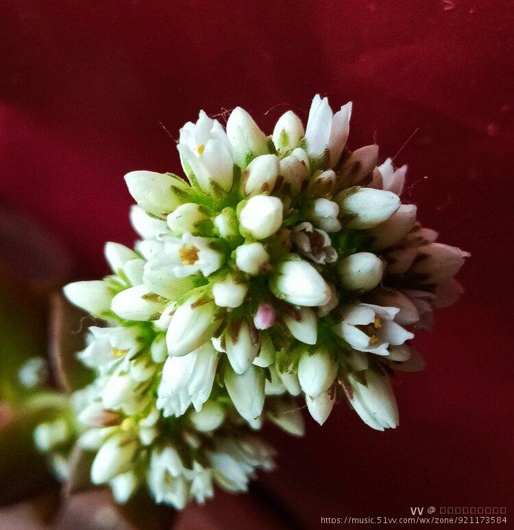 火祭开花了首发