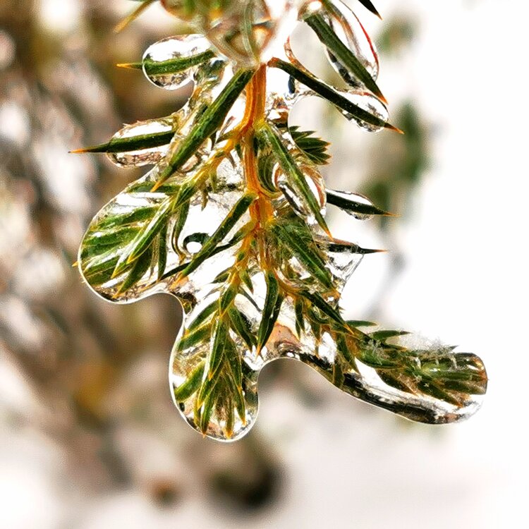 雪与雨的结晶2021年手机拍摄一之41