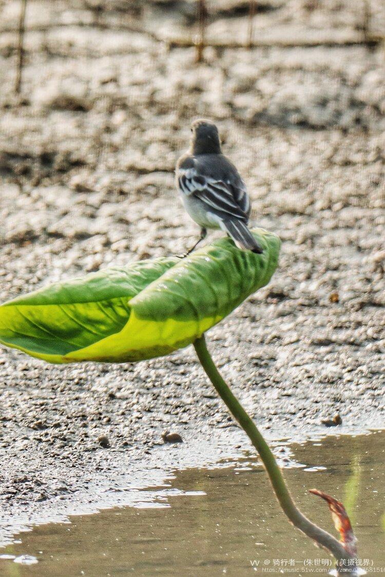荷叶上站着白鹡鸰首发