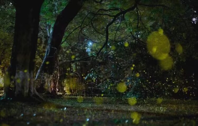 海燕🎤V娱热点