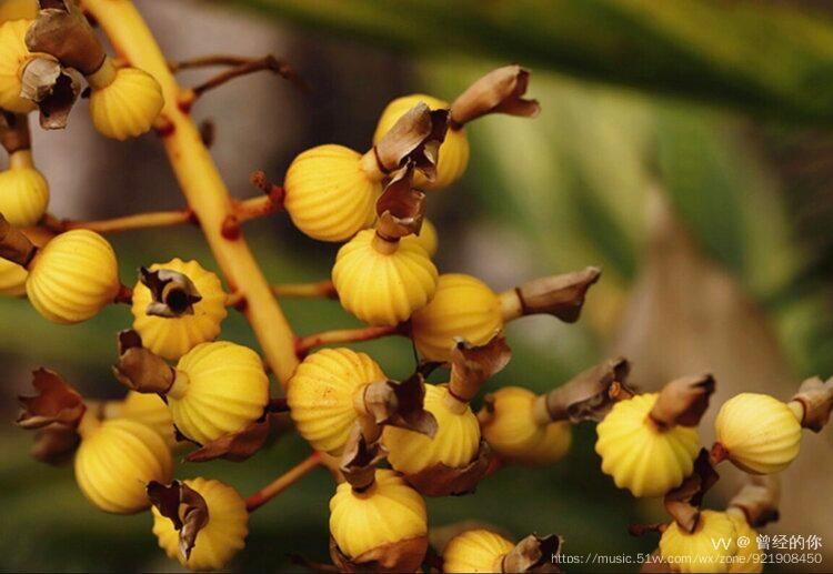 【首发】艳山姜果