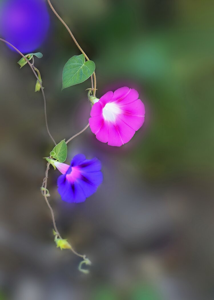 山丘