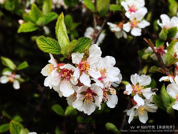 首發毛櫻桃花