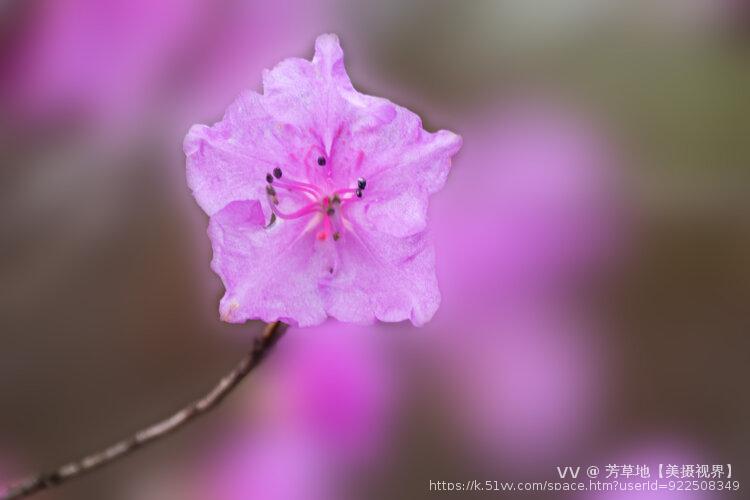 芳草地【美摄视界】