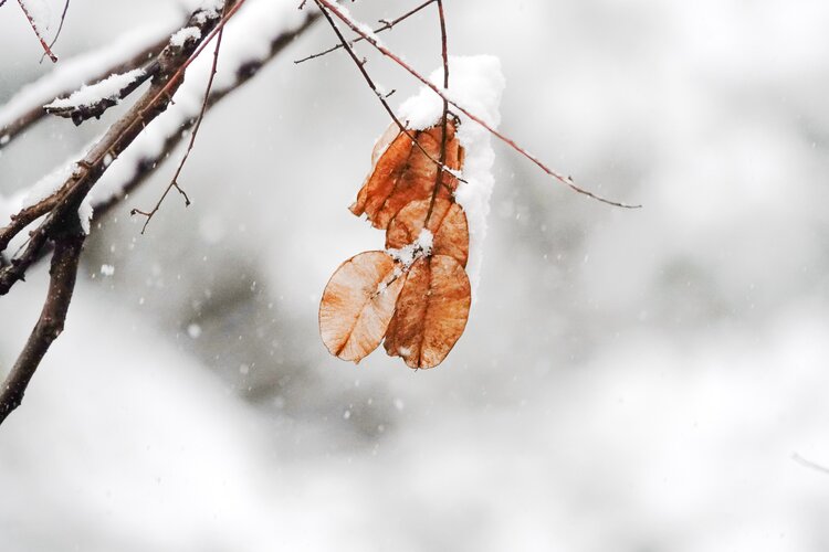 雪中的枯叶
